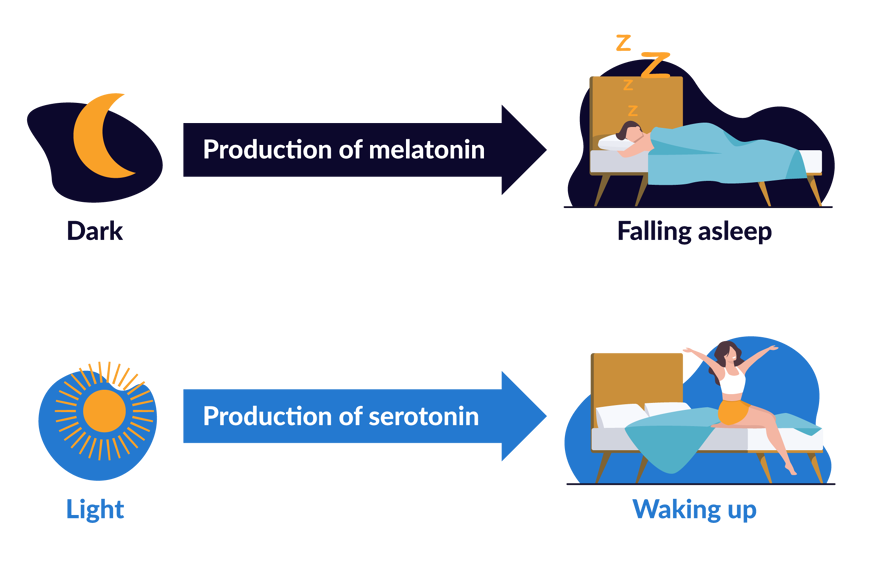 melatonin and cortisol production